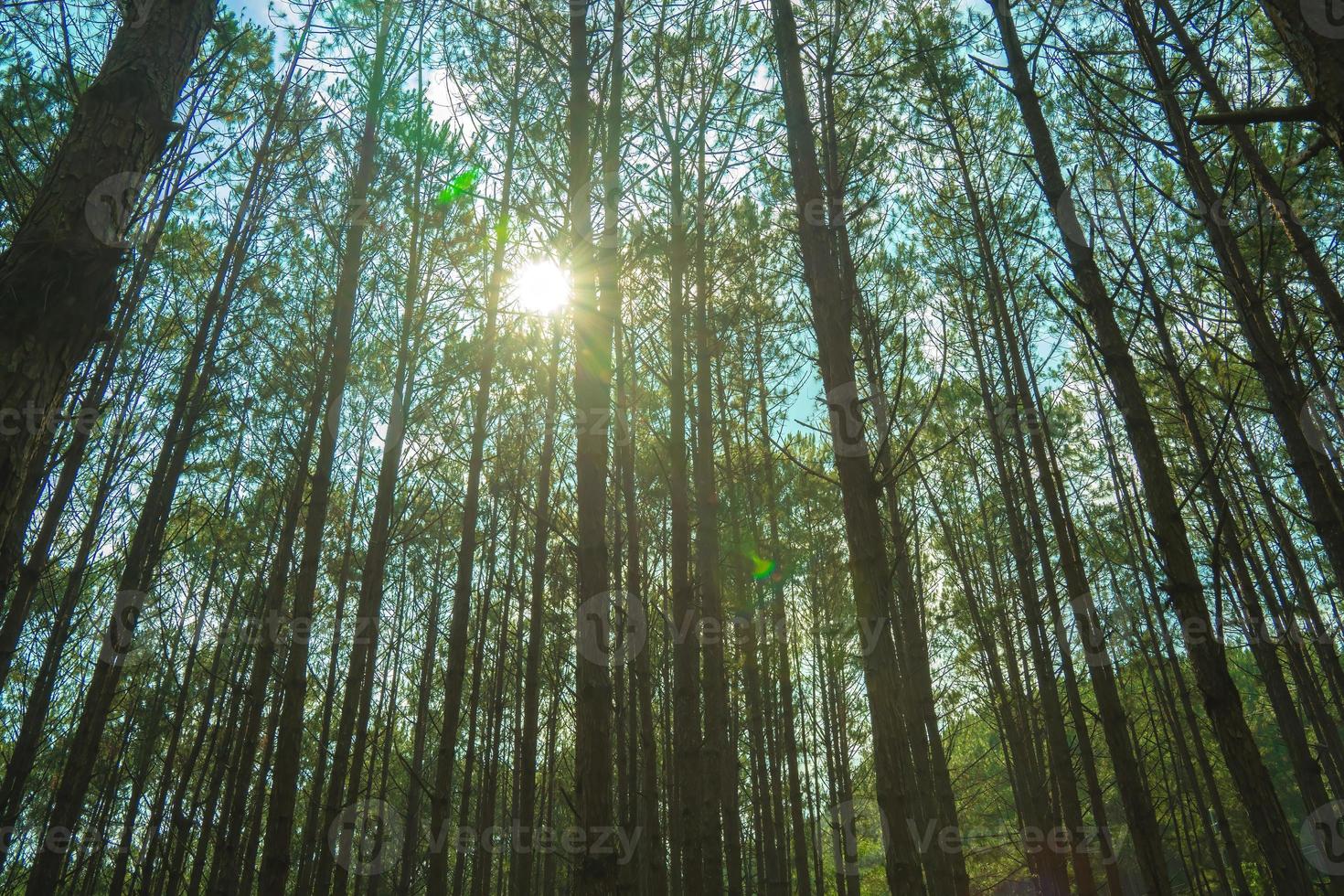 Bottom view of tall old trees in evergreen primeval forest of Da Lat. View of the tops of the pine trees in winter forest from the ground. Bottom View Wide Angle Background. photo