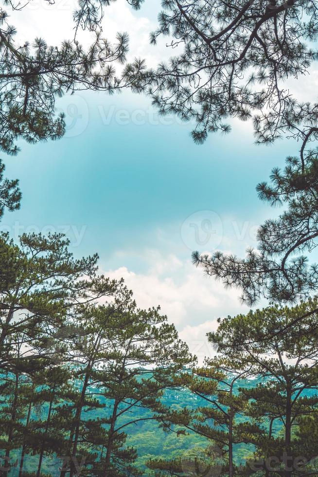 Healthy green trees in a pine forest of old spruce, fir and pine trees in wilderness of a national park. Sustainable industry, ecosystem and healthy environment concepts and background. photo