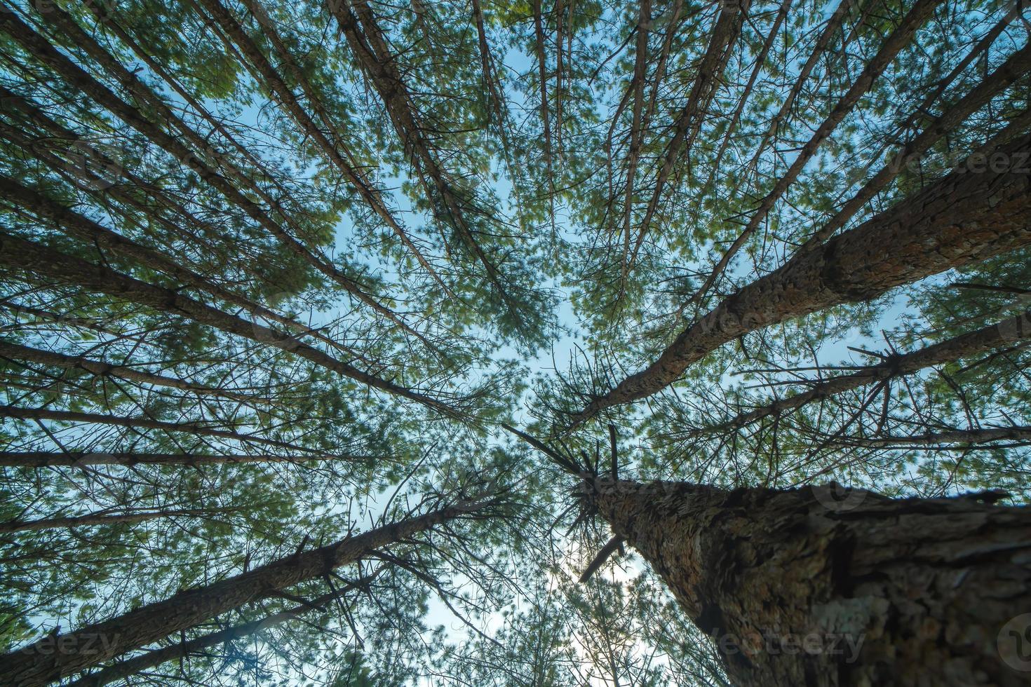 Bottom view of tall old trees in evergreen primeval forest of Da Lat. View of the tops of the pine trees in winter forest from the ground. Bottom View Wide Angle Background. photo