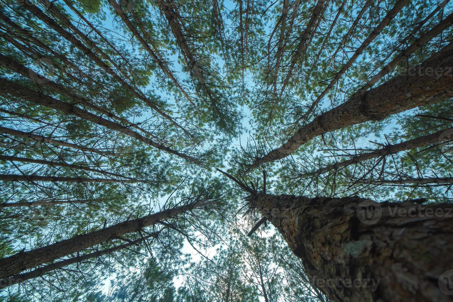 Bottom view of tall old trees in evergreen primeval forest of Da Lat. View of the tops of the pine trees in winter forest from the ground. Bottom View Wide Angle Background. photo