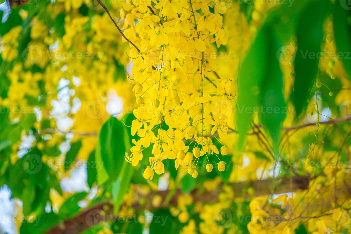 Beautiful of cassia tree, golden shower tree. Yellow Cassia fistula flowers on a tree in spring. Cassia fistula, known as the golden rain tree, national flower of Thailand photo