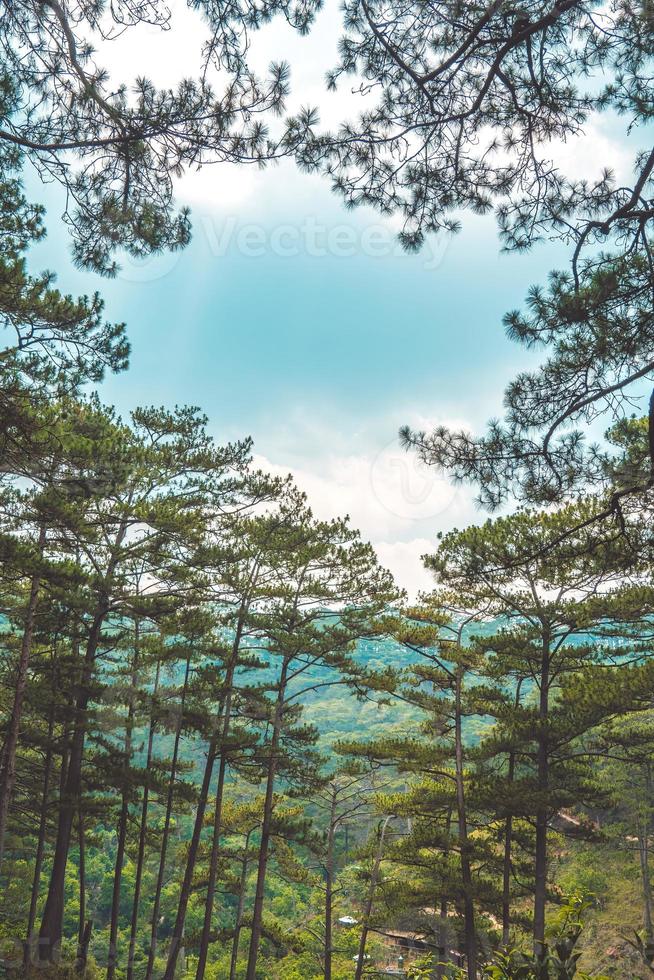 Healthy green trees in a pine forest of old spruce, fir and pine trees in wilderness of a national park. Sustainable industry, ecosystem and healthy environment concepts and background. photo