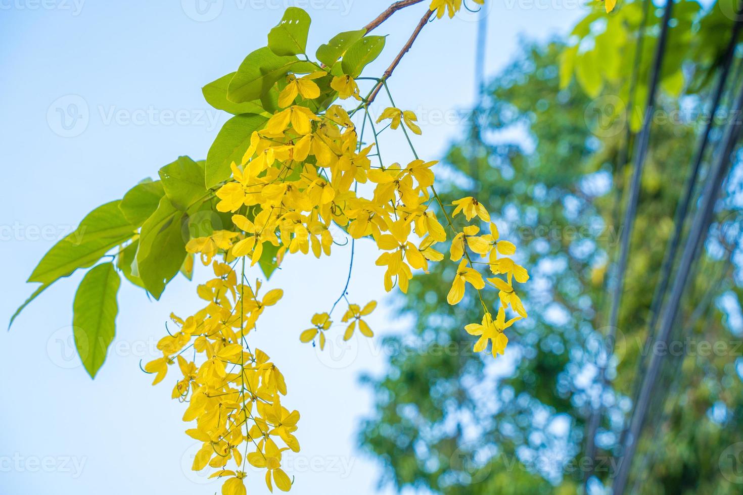 Beautiful of cassia tree, golden shower tree. Yellow Cassia fistula flowers on a tree in spring. Cassia fistula, known as the golden rain tree, national flower of Thailand photo