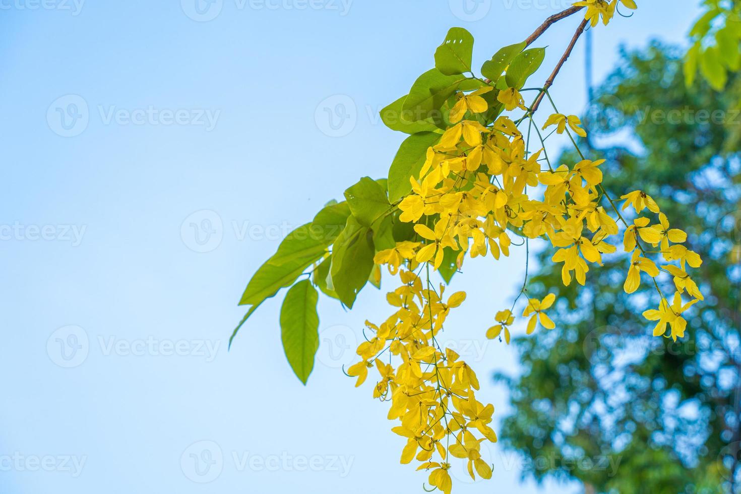 Beautiful of cassia tree, golden shower tree. Yellow Cassia fistula flowers on a tree in spring. Cassia fistula, known as the golden rain tree, national flower of Thailand photo