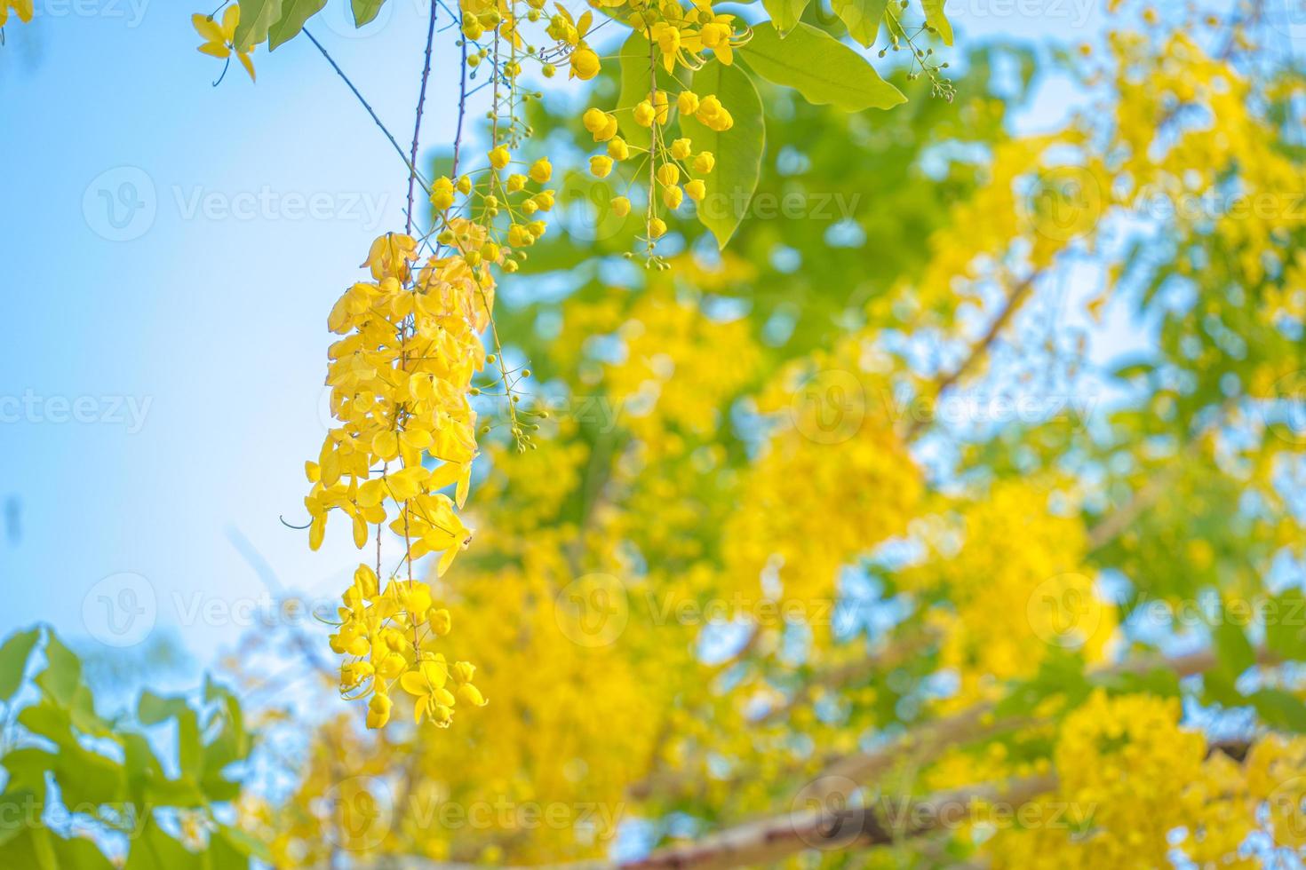 Beautiful of cassia tree, golden shower tree. Yellow Cassia fistula flowers on a tree in spring. Cassia fistula, known as the golden rain tree, national flower of Thailand photo