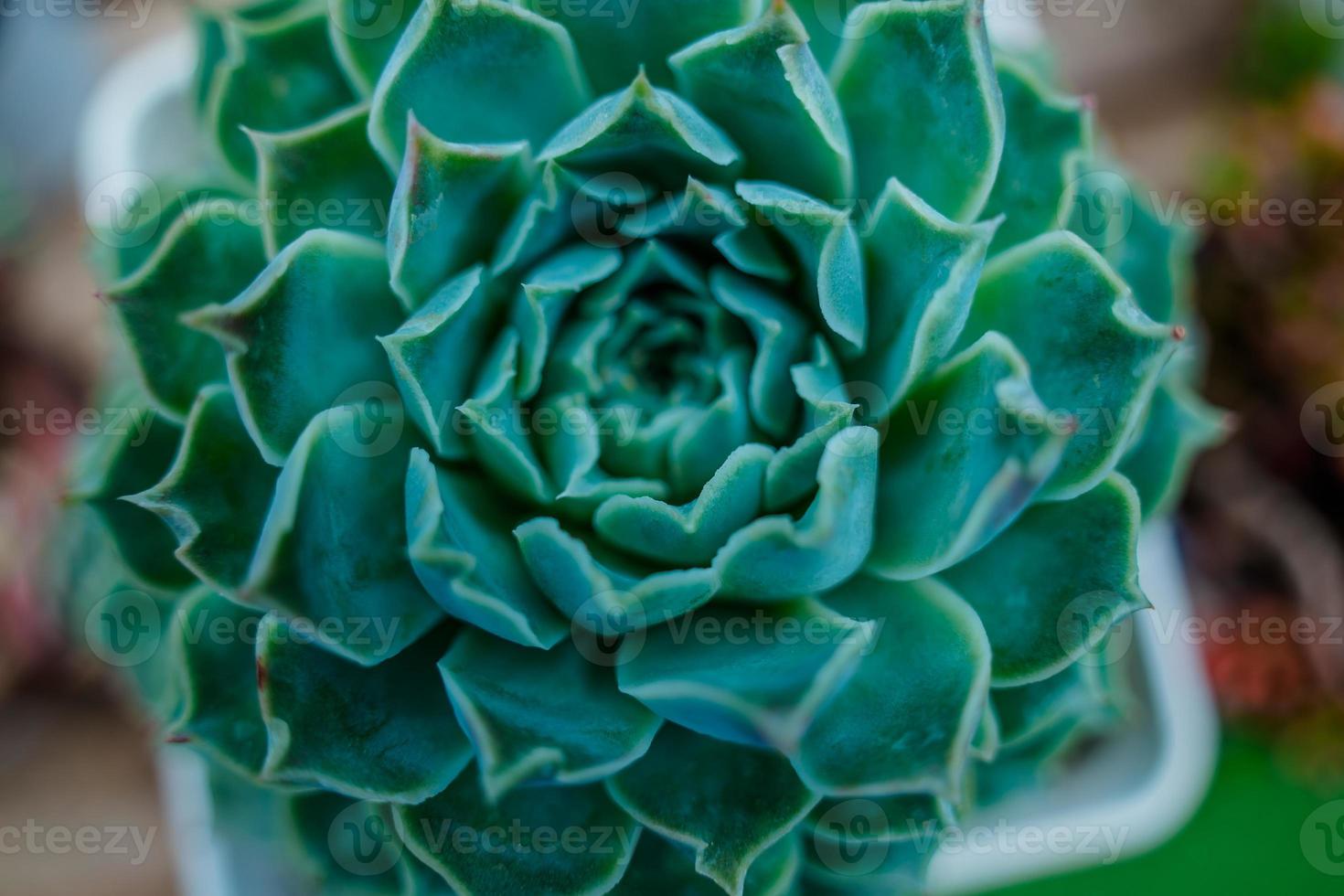 Birds eye view of an echeveria succulent plant showing an intricate but natural patten photo