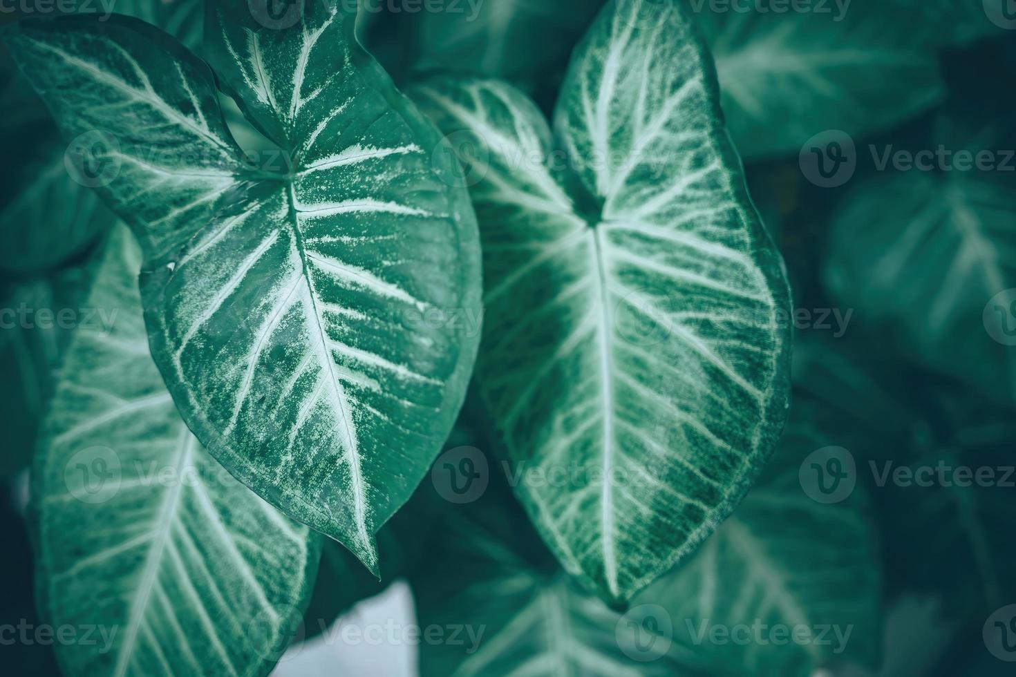 Creative tropical green leaves banana,palm, monstera and fean layout. Nature spring concept. Flat lay. background and dark tone photo