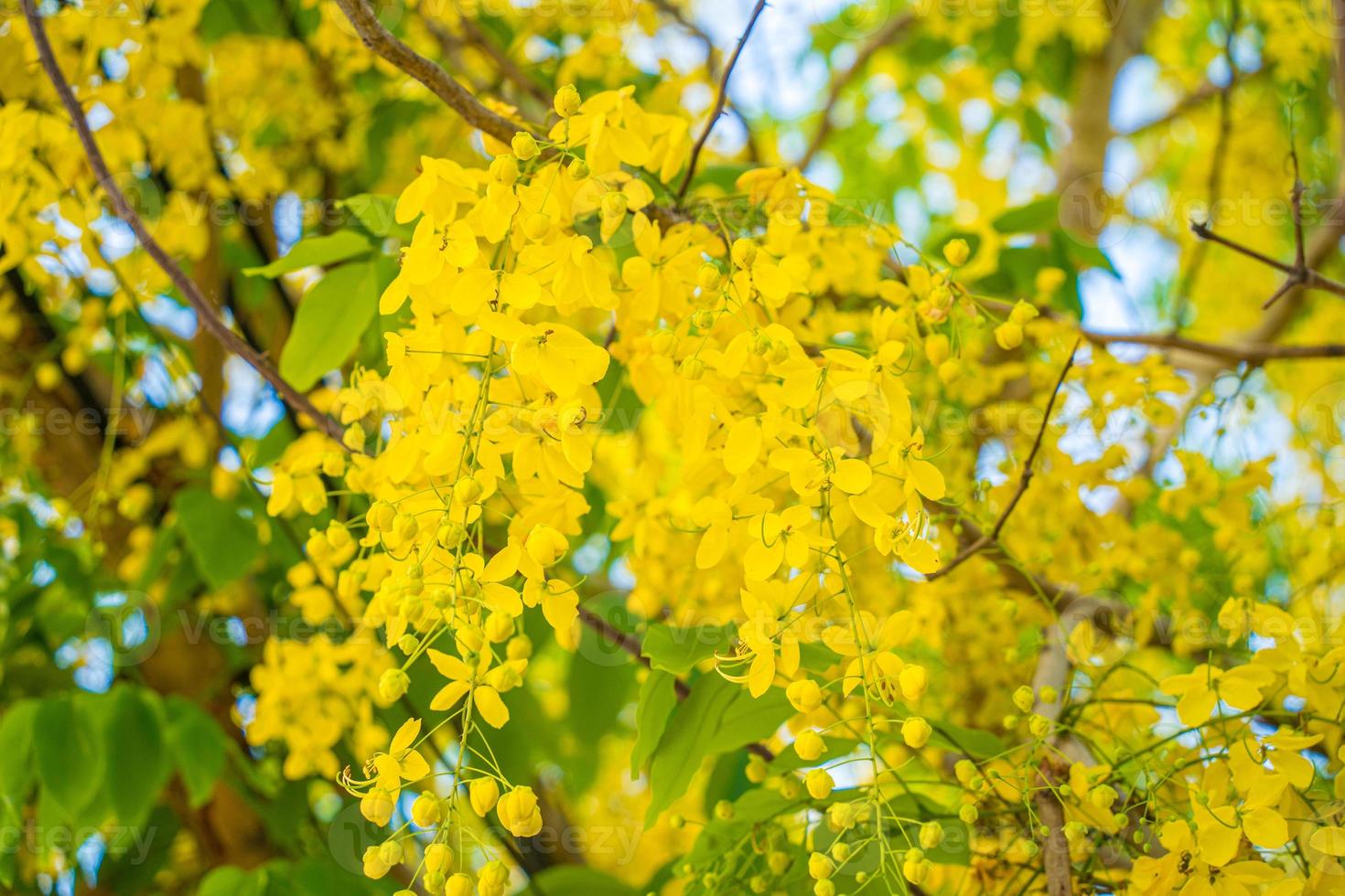 Beautiful of cassia tree, golden shower tree. Yellow Cassia fistula flowers on a tree in spring. Cassia fistula, known as the golden rain tree, national flower of Thailand photo