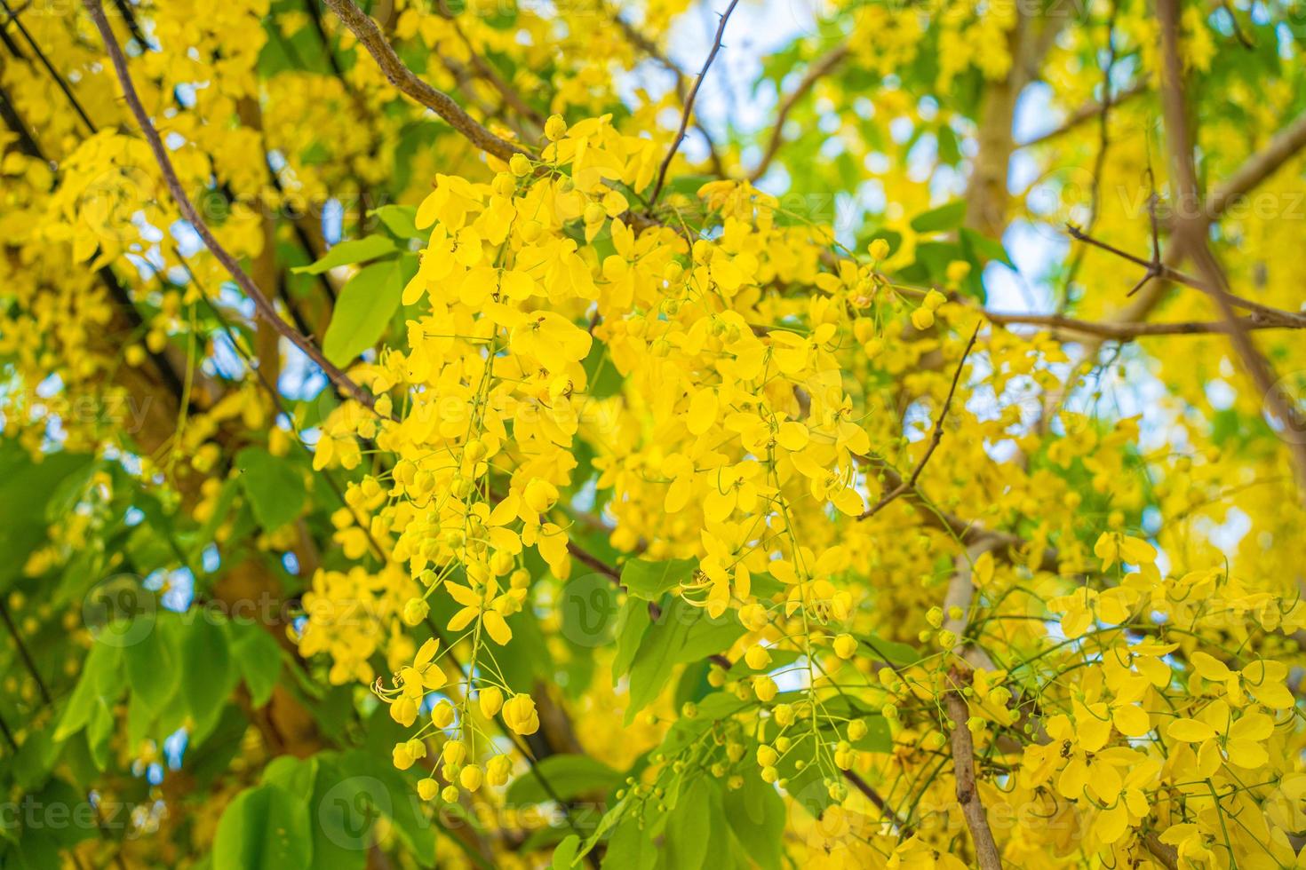 Beautiful of cassia tree, golden shower tree. Yellow Cassia fistula flowers on a tree in spring. Cassia fistula, known as the golden rain tree, national flower of Thailand photo