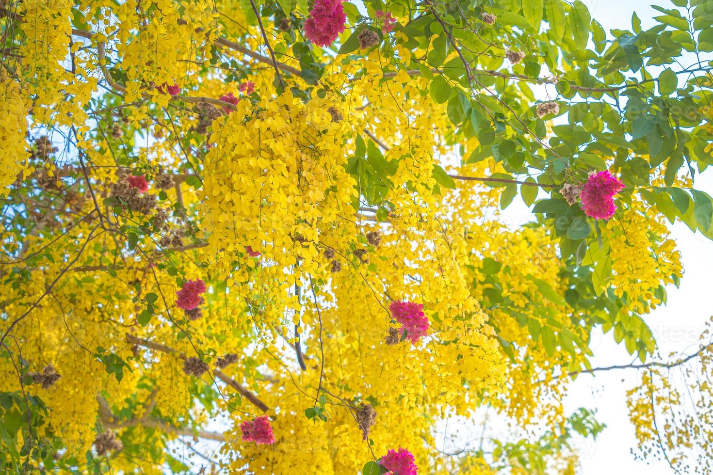 Beautiful of cassia tree, golden shower tree. Yellow Cassia fistula flowers on a tree in spring. Cassia fistula, known as the golden rain tree, national flower of Thailand photo