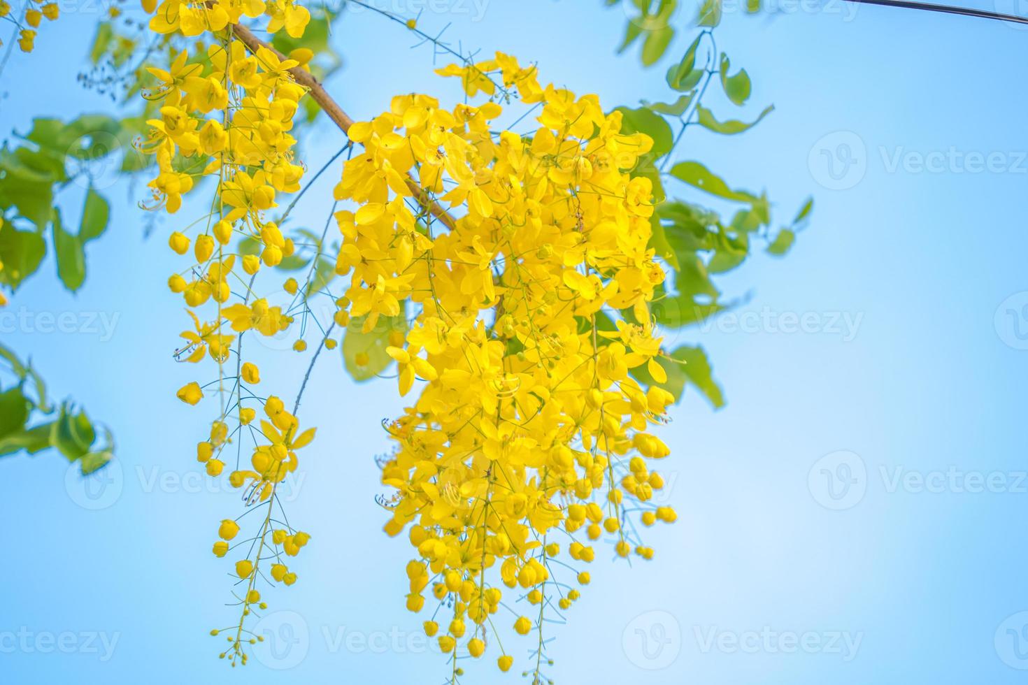 Beautiful of cassia tree, golden shower tree. Yellow Cassia fistula flowers on a tree in spring. Cassia fistula, known as the golden rain tree, national flower of Thailand photo