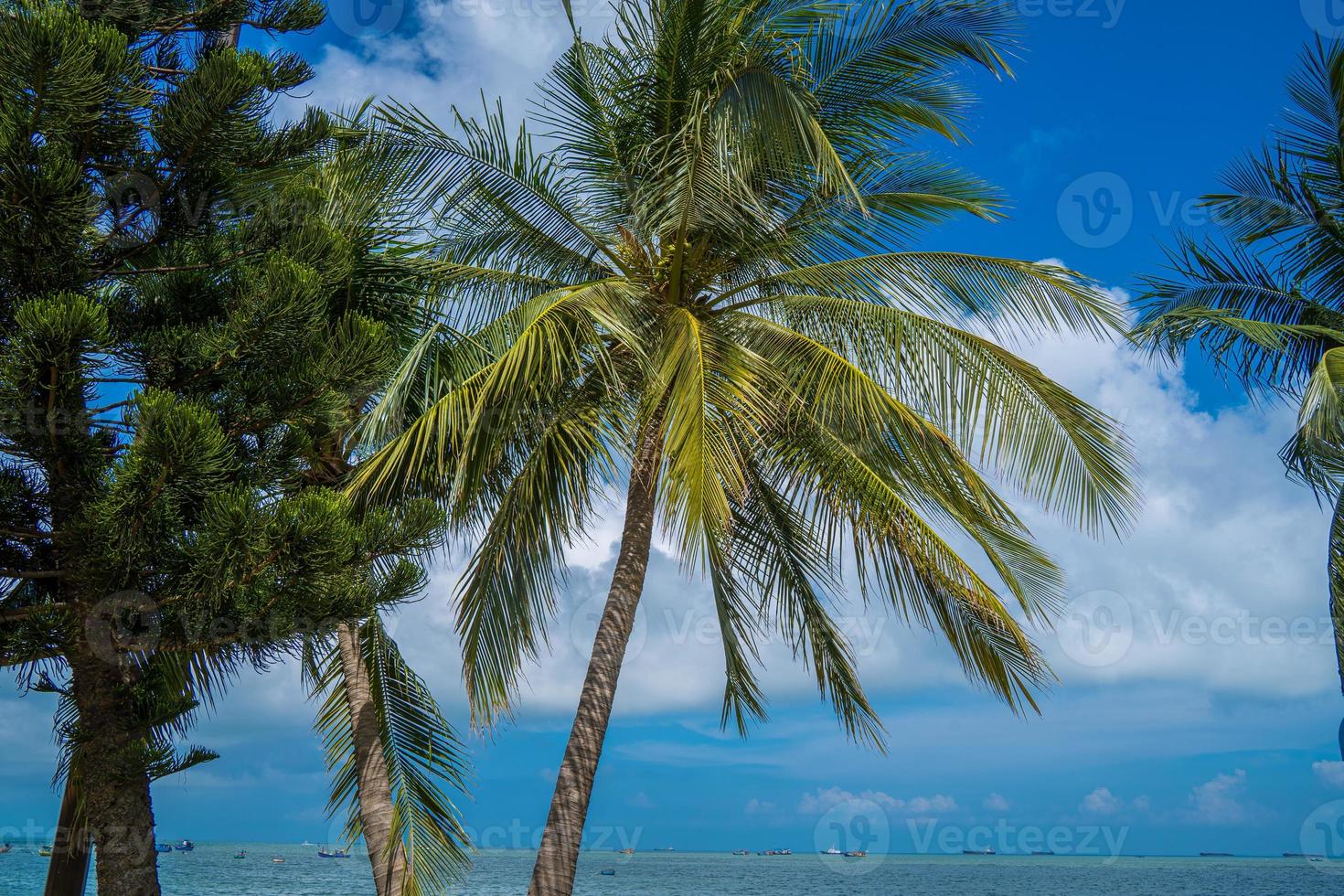 Summer background with coconut trees and sunset warm tone. Beautiful coconut palm tree in sunny day background. Travel tropical summer beach holiday photo