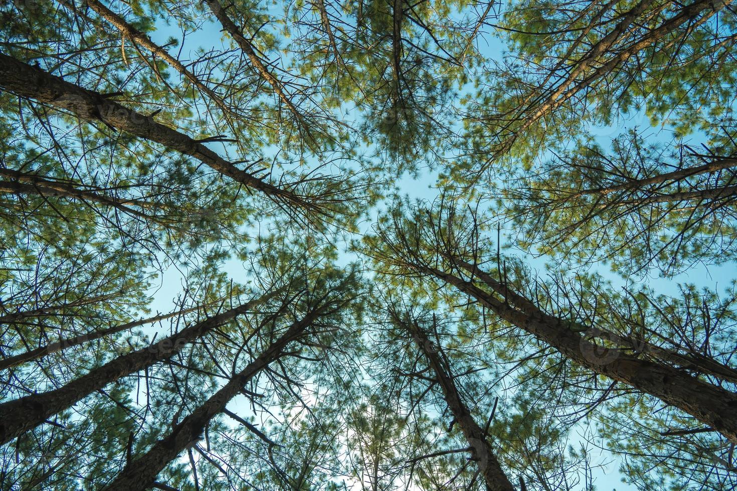 Bottom view of tall old trees in evergreen primeval forest of Da Lat. View of the tops of the pine trees in winter forest from the ground. Bottom View Wide Angle Background. photo