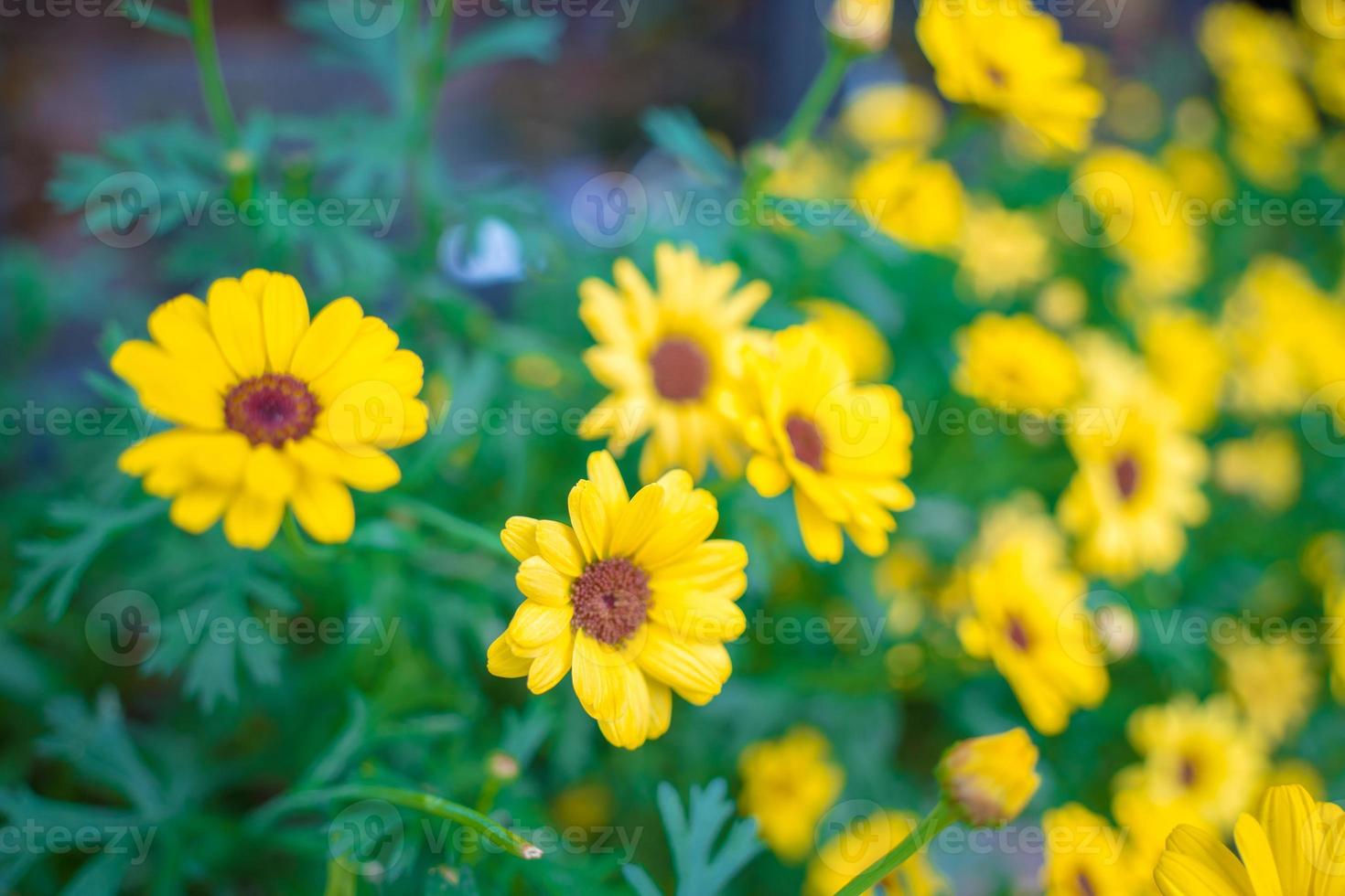 Close up on yellow daisy field under the morning sunlight. Beautiful golden flower on green grass . Freshness concept. photo