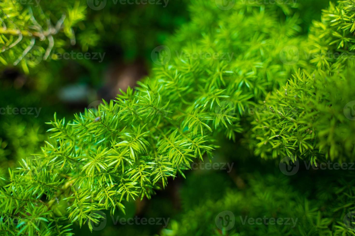 Foxtail fern, Asparagus densiflorus, herbaceous perennial plant , Foxtail fern leaves selective focus with blurred background. photo