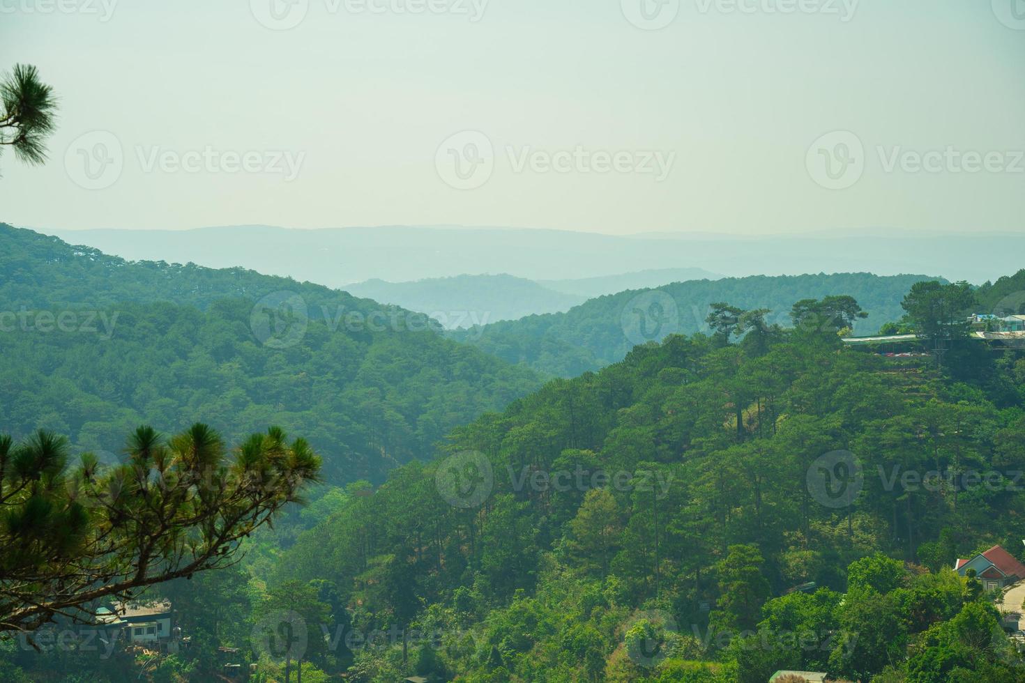 Beautiful landscape of pine jungle in morning, group of pine tree rise in fresh air, green view in forest, grass cover trees trunk, nice landscape for Dalat travel in Vietnam photo