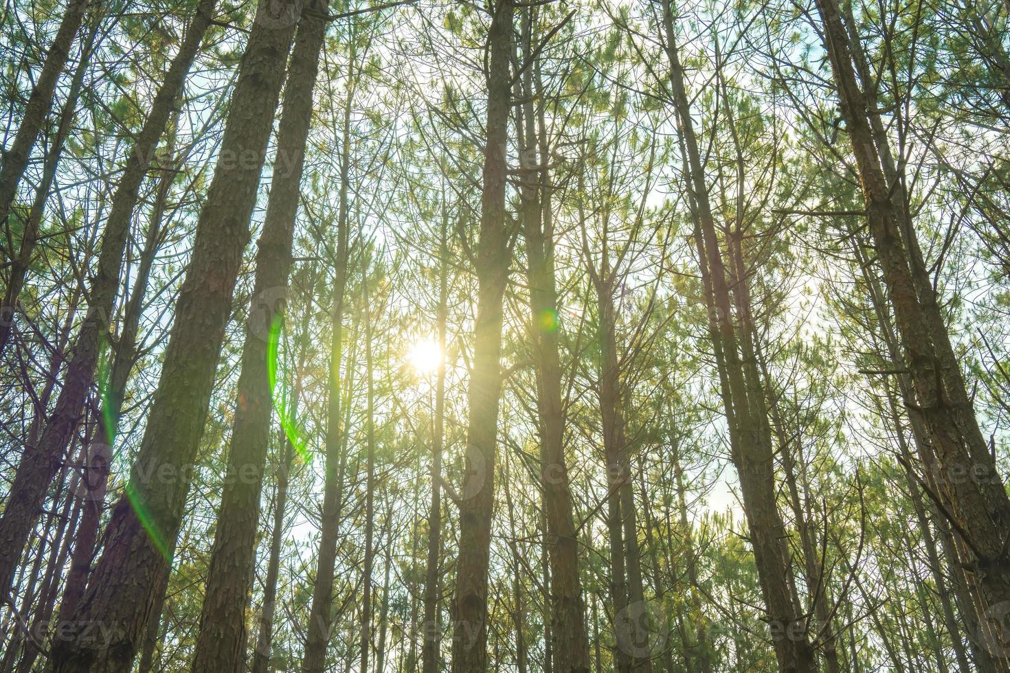 Bottom view of tall old trees in evergreen primeval forest of Da Lat. View of the tops of the pine trees in winter forest from the ground. Bottom View Wide Angle Background. photo