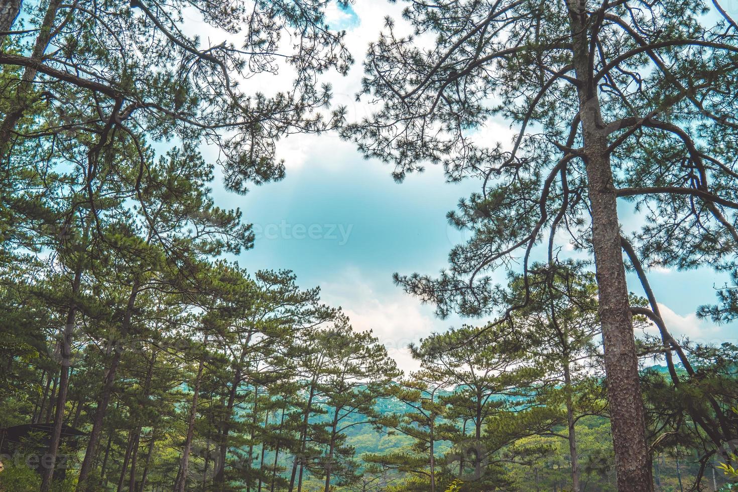 árboles verdes sanos en un bosque de pinos de viejos abetos, abetos y pinos en el desierto de un parque nacional. conceptos y antecedentes de la industria sostenible, el ecosistema y el medio ambiente saludable. foto