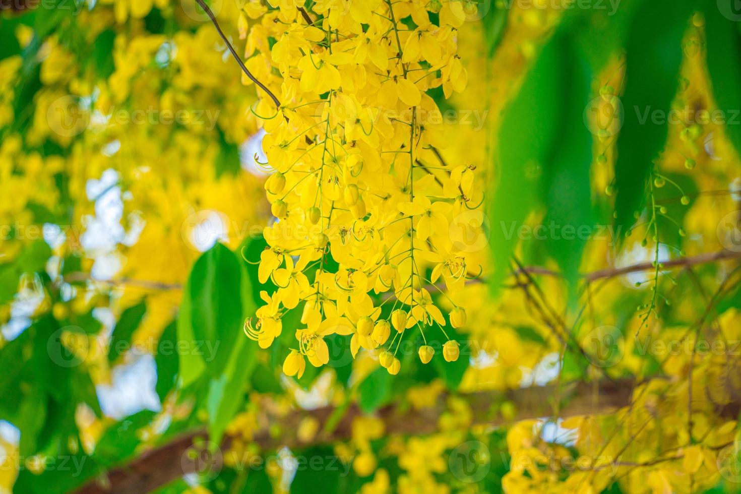 Beautiful of cassia tree, golden shower tree. Yellow Cassia fistula flowers on a tree in spring. Cassia fistula, known as the golden rain tree, national flower of Thailand photo