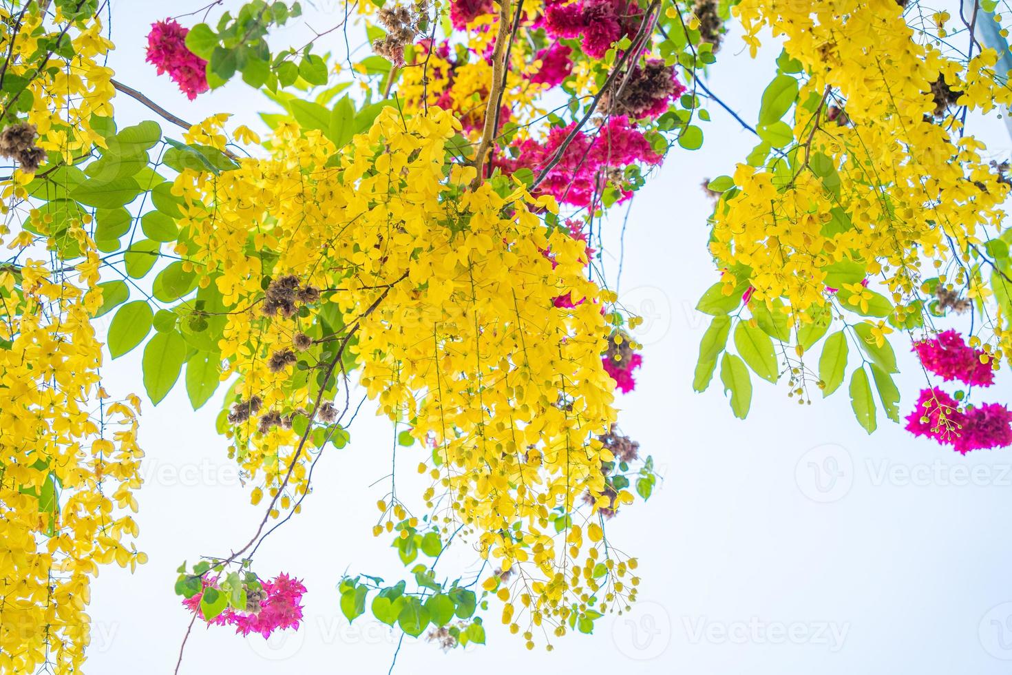 Beautiful of cassia tree, golden shower tree. Yellow Cassia fistula flowers on a tree in spring. Cassia fistula, known as the golden rain tree, national flower of Thailand photo