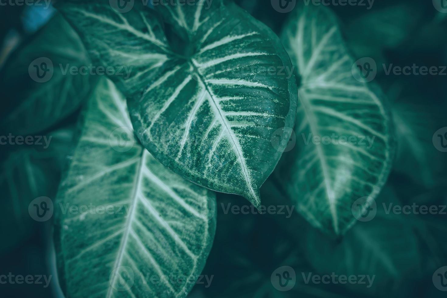 Creative tropical green leaves banana,palm, monstera and fean layout. Nature spring concept. Flat lay. background and dark tone photo