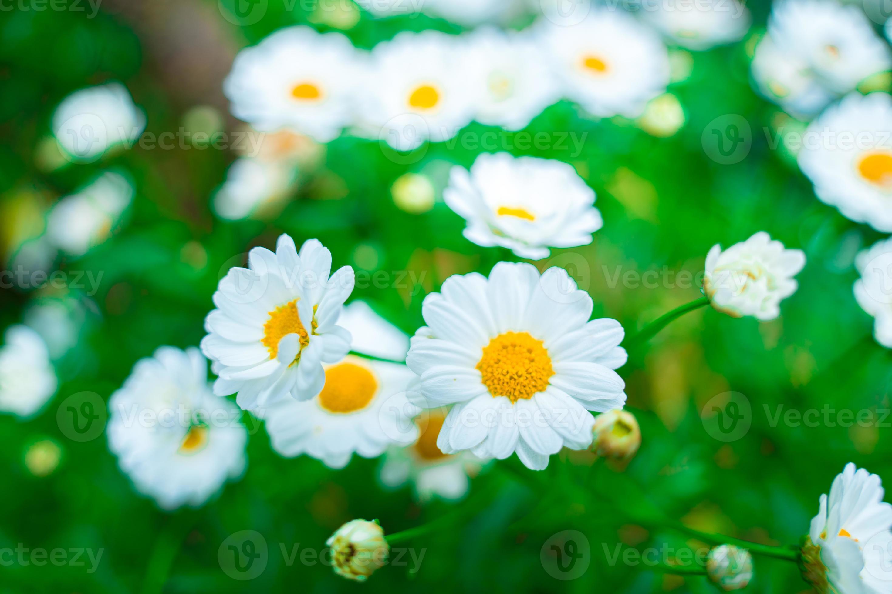 Close up on white daisy field under the morning sunlight. Beautiful