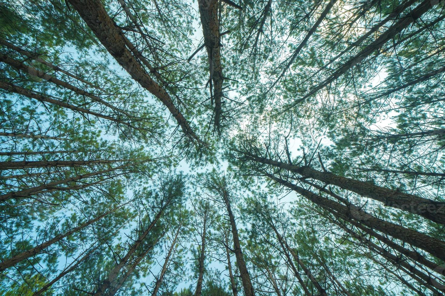 Bottom view of tall old trees in evergreen primeval forest of Da Lat. View of the tops of the pine trees in winter forest from the ground. Bottom View Wide Angle Background. photo