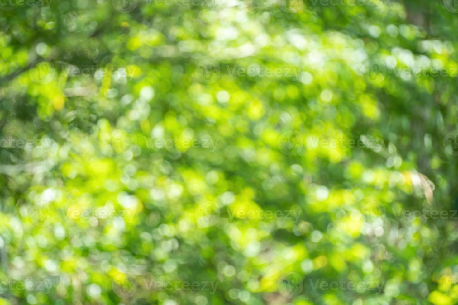 Sunny abstract green nature background. Abstract blur green color for background. Blur natural green leaves bokeh background photo