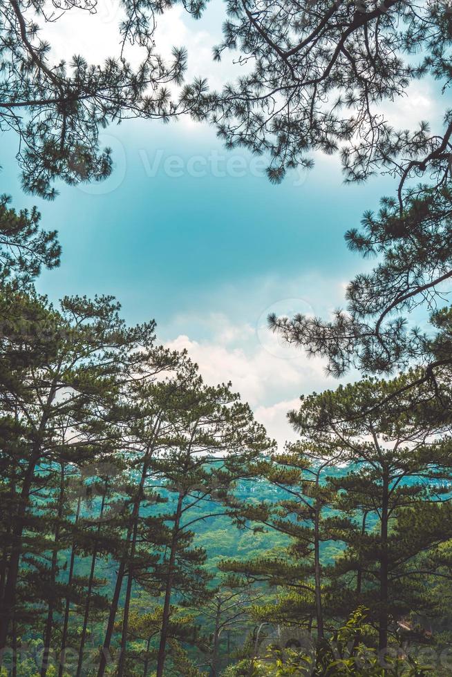 Healthy green trees in a pine forest of old spruce, fir and pine trees in wilderness of a national park. Sustainable industry, ecosystem and healthy environment concepts and background. photo