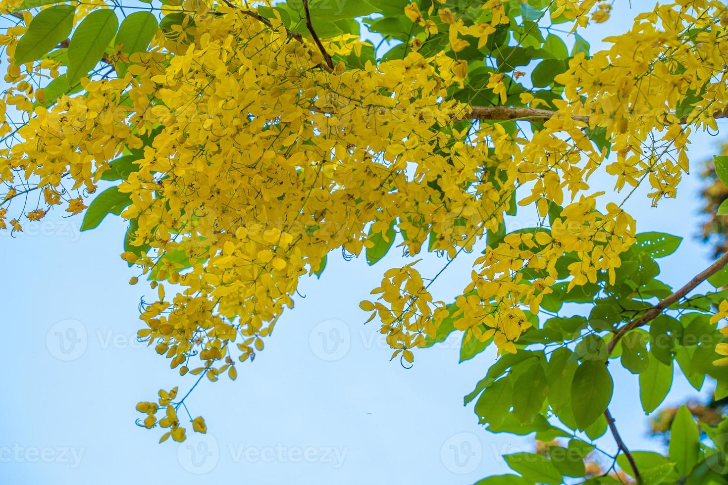 Beautiful of cassia tree, golden shower tree. Yellow Cassia fistula flowers on a tree in spring. Cassia fistula, known as the golden rain tree, national flower of Thailand photo