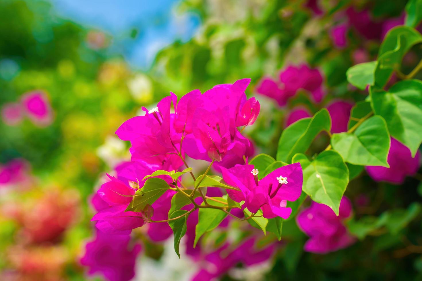 Close up view of Bougainvillea glabra, the lesser bougainvillea or paperflower, is the most common species of bougainvillea. Pink flowers photo