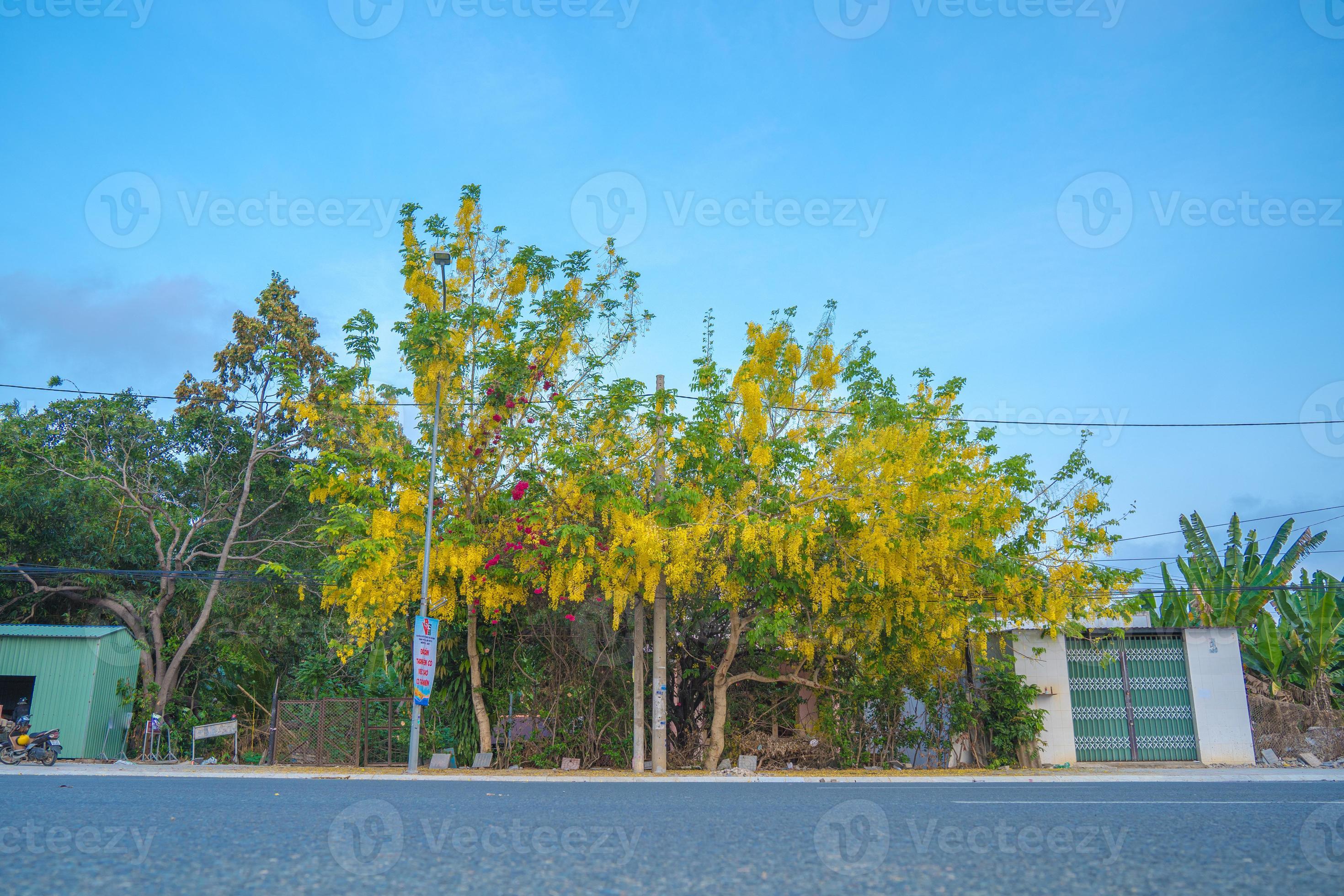 Beautiful of cassia tree, golden shower tree. Yellow Cassia fistula flowers on a tree in spring