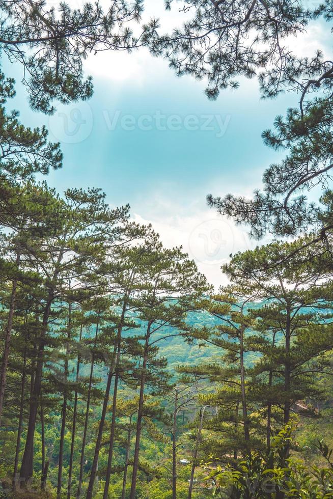 Healthy green trees in a pine forest of old spruce, fir and pine trees in wilderness of a national park. Sustainable industry, ecosystem and healthy environment concepts and background. photo
