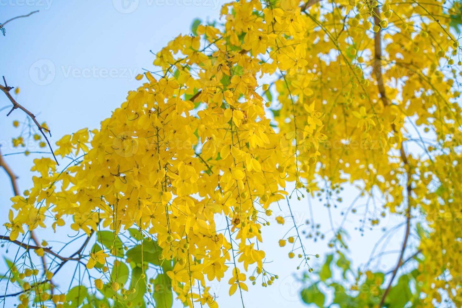 Beautiful of cassia tree, golden shower tree. Yellow Cassia fistula flowers on a tree in spring. Cassia fistula, known as the golden rain tree, national flower of Thailand photo