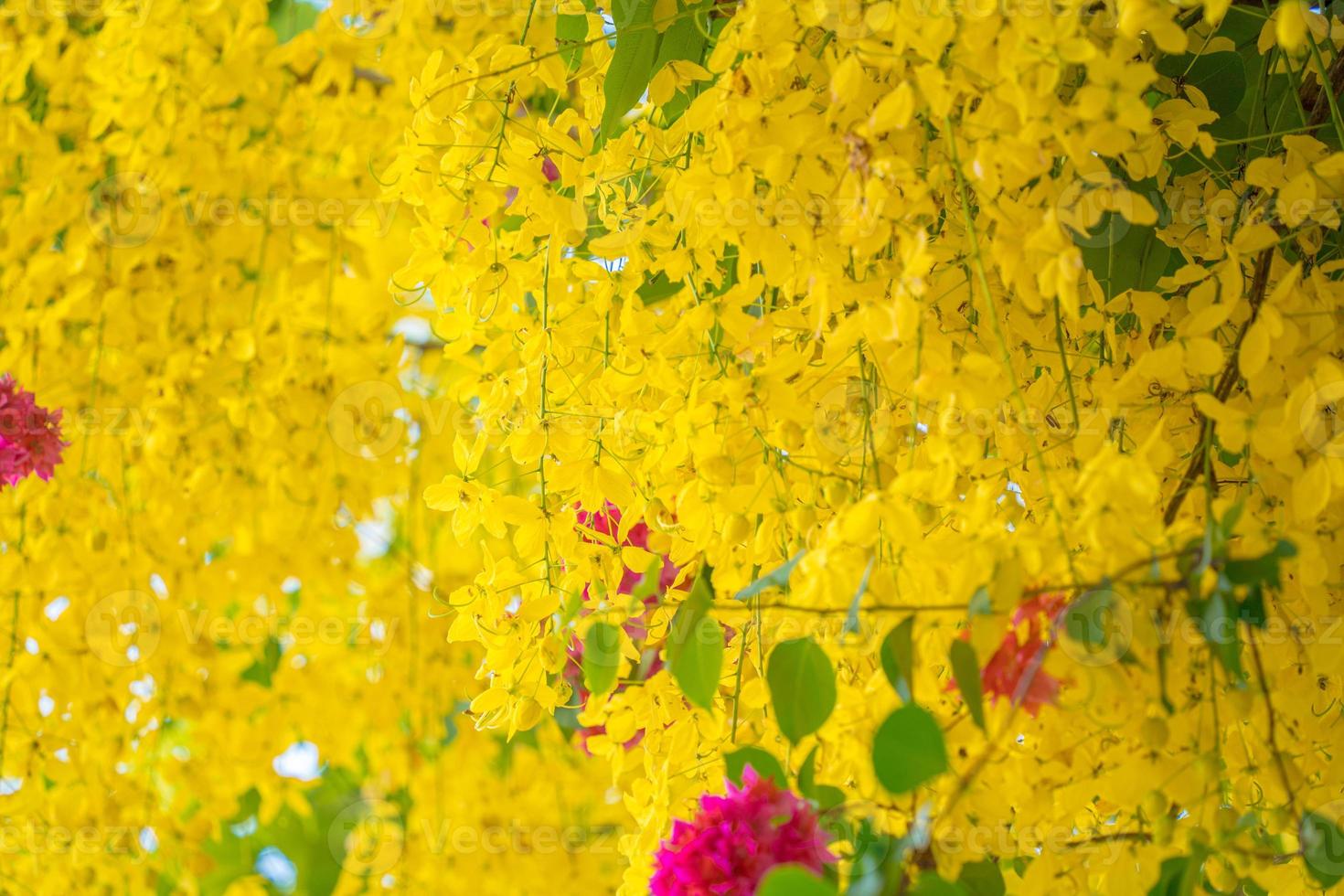 Beautiful of cassia tree, golden shower tree. Yellow Cassia fistula flowers on a tree in spring. Cassia fistula, known as the golden rain tree, national flower of Thailand photo