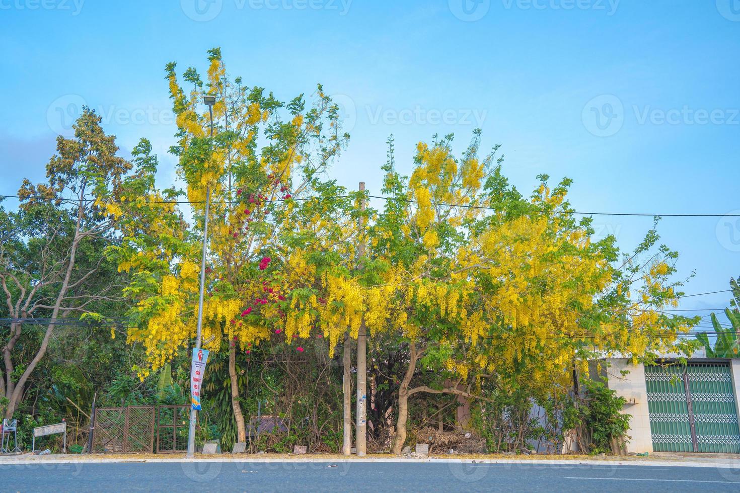 Beautiful of cassia tree, golden shower tree. Yellow Cassia fistula flowers on a tree in spring. Cassia fistula, known as the golden rain tree, national flower of Thailand photo