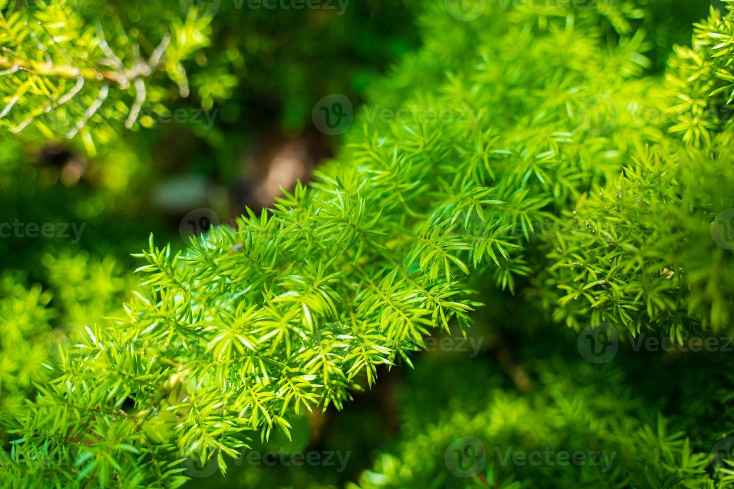 Foxtail fern, Asparagus densiflorus, herbaceous perennial plant , Foxtail fern leaves selective focus with blurred background. photo