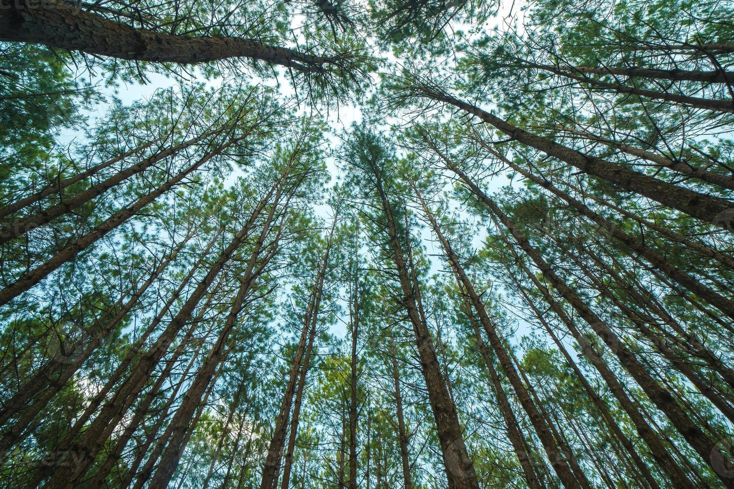 Bottom view of tall old trees in evergreen primeval forest of Da Lat. View of the tops of the pine trees in winter forest from the ground. Bottom View Wide Angle Background. photo