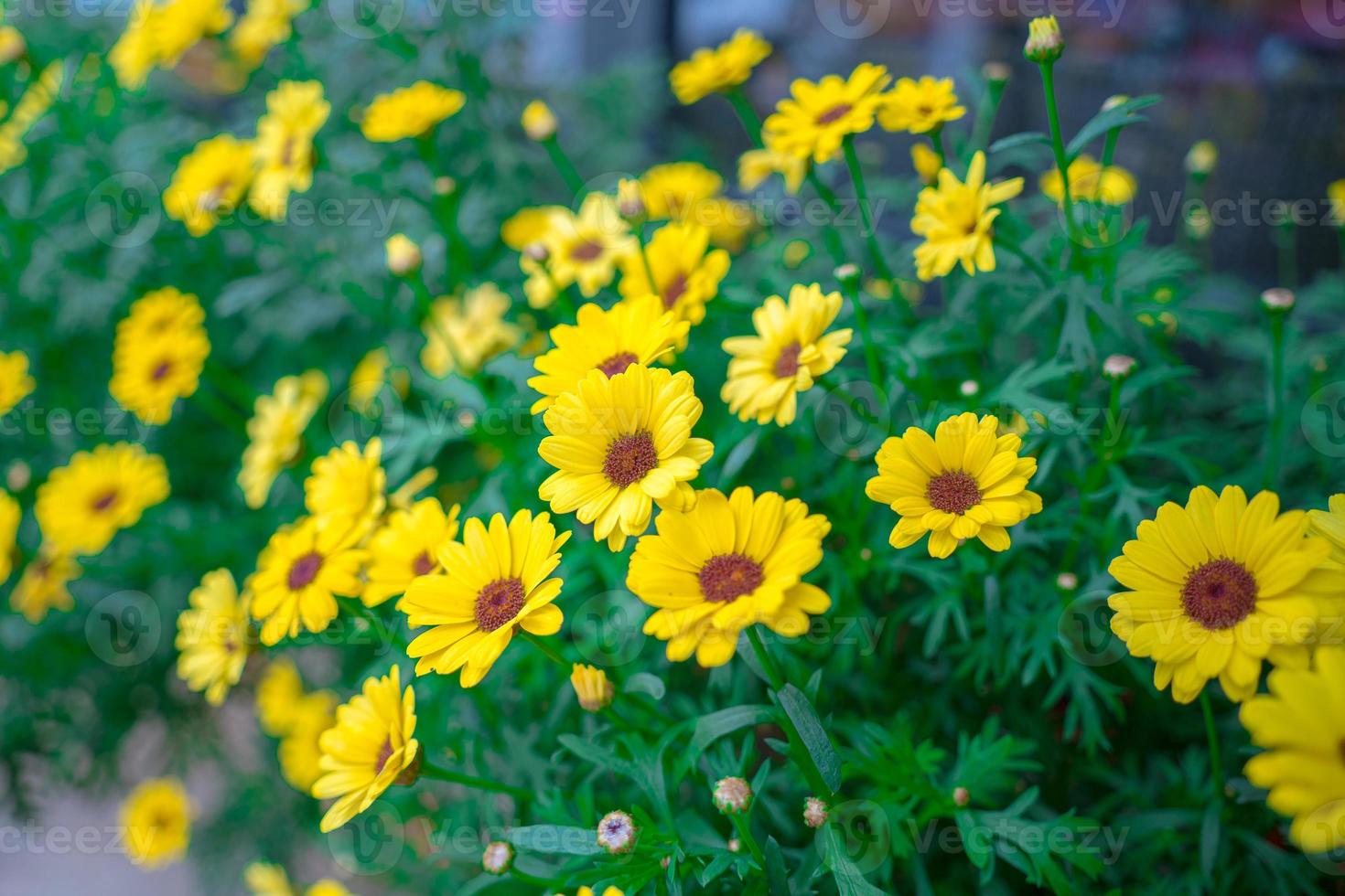 Close up on yellow daisy field under the morning sunlight. Beautiful golden flower on green grass . Freshness concept. photo