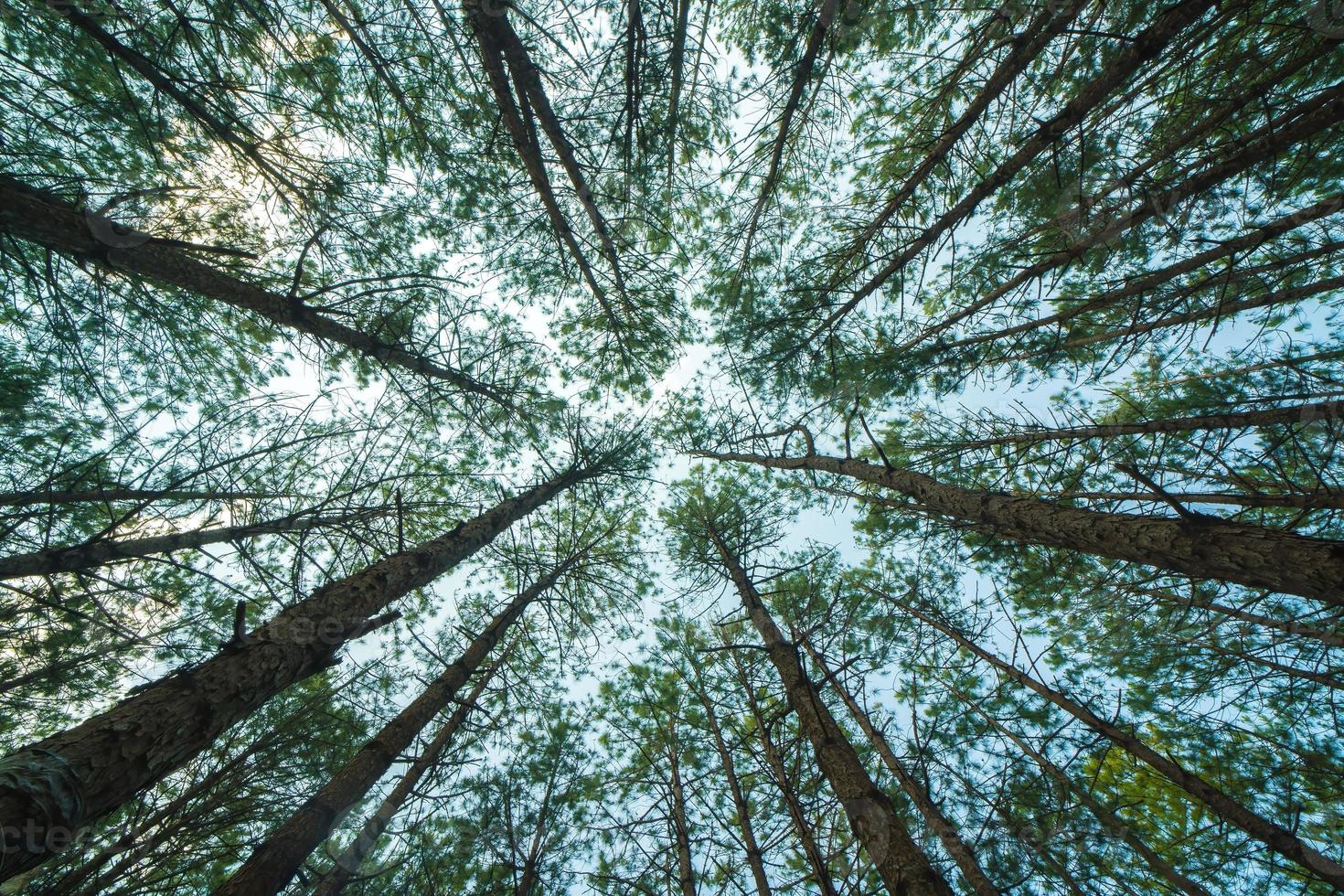 Bottom view of tall old trees in evergreen primeval forest of Da Lat. View of the tops of the pine trees in winter forest from the ground. Bottom View Wide Angle Background. photo