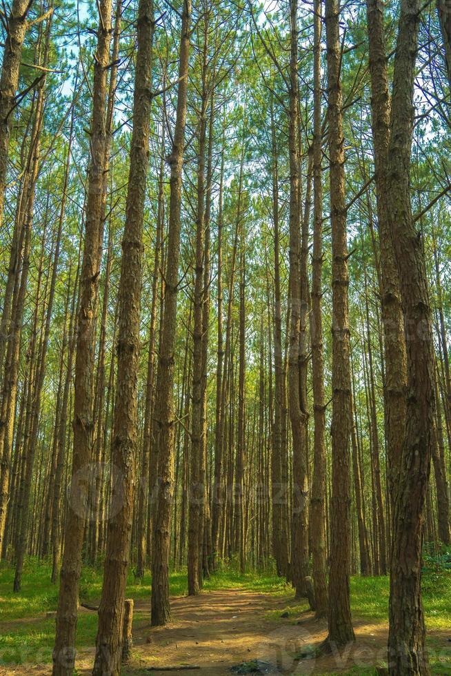 Bottom view of tall old trees in evergreen primeval forest of Da Lat. View of the tops of the pine trees in winter forest from the ground. Bottom View Wide Angle Background. photo