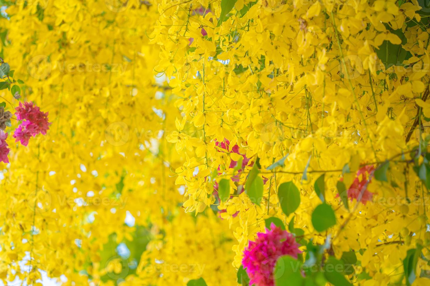 Beautiful of cassia tree, golden shower tree. Yellow Cassia fistula flowers on a tree in spring. Cassia fistula, known as the golden rain tree, national flower of Thailand photo