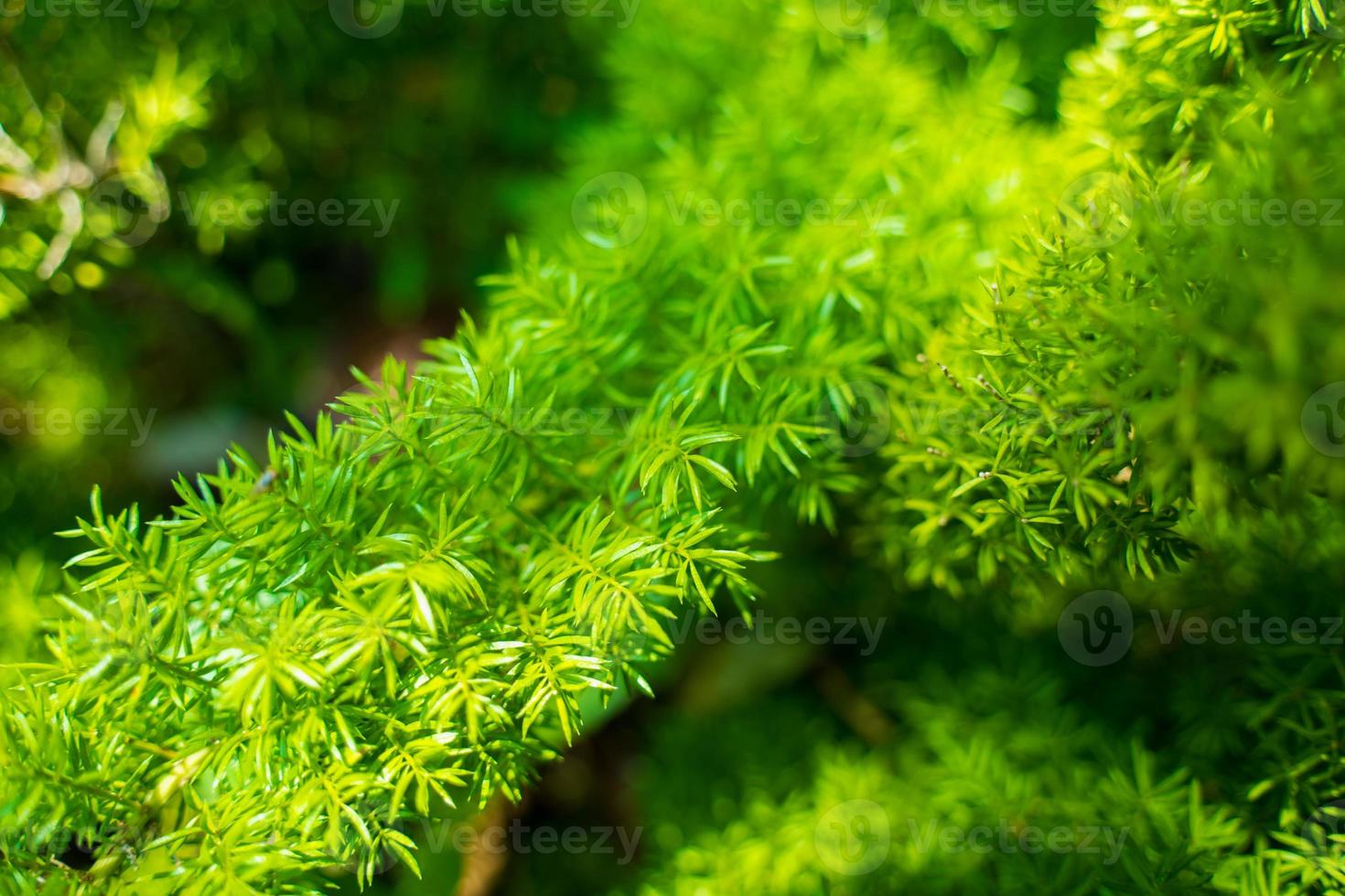 Foxtail fern, Asparagus densiflorus, herbaceous perennial plant , Foxtail fern leaves selective focus with blurred background. photo