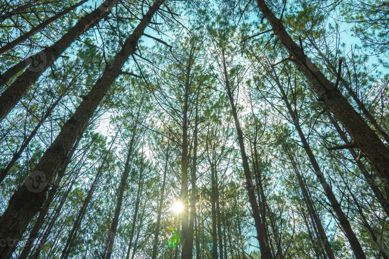 Bottom view of tall old trees in evergreen primeval forest of Da Lat. View of the tops of the pine trees in winter forest from the ground. Bottom View Wide Angle Background. photo