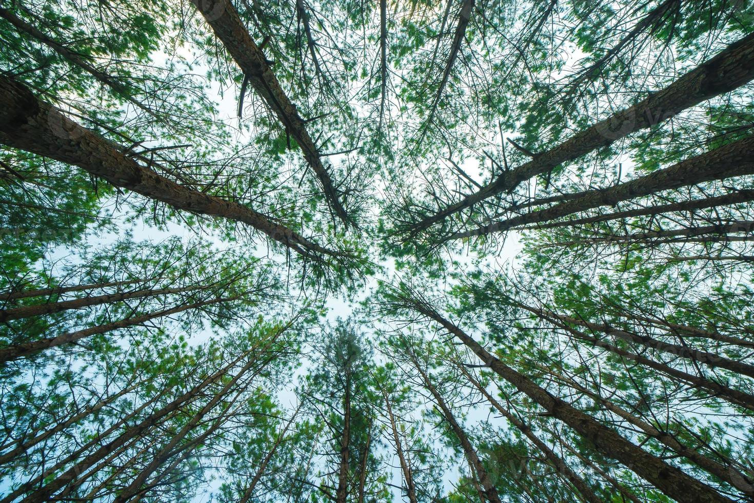Bottom view of tall old trees in evergreen primeval forest of Da Lat. View of the tops of the pine trees in winter forest from the ground. Bottom View Wide Angle Background. photo