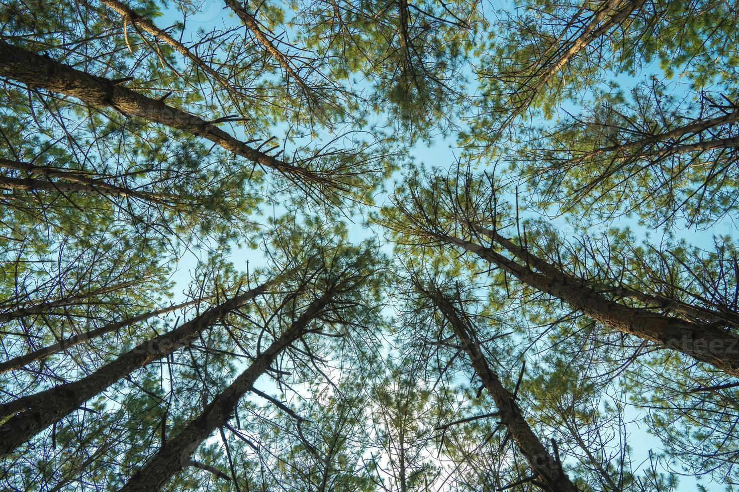 Bottom view of tall old trees in evergreen primeval forest of Da Lat. View of the tops of the pine trees in winter forest from the ground. Bottom View Wide Angle Background. photo