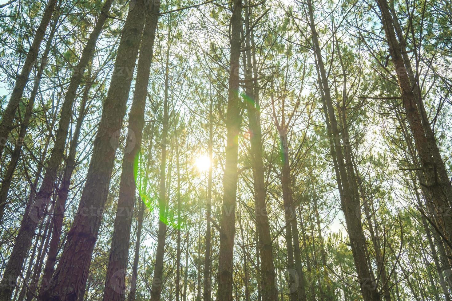 Bottom view of tall old trees in evergreen primeval forest of Da Lat. View of the tops of the pine trees in winter forest from the ground. Bottom View Wide Angle Background. photo