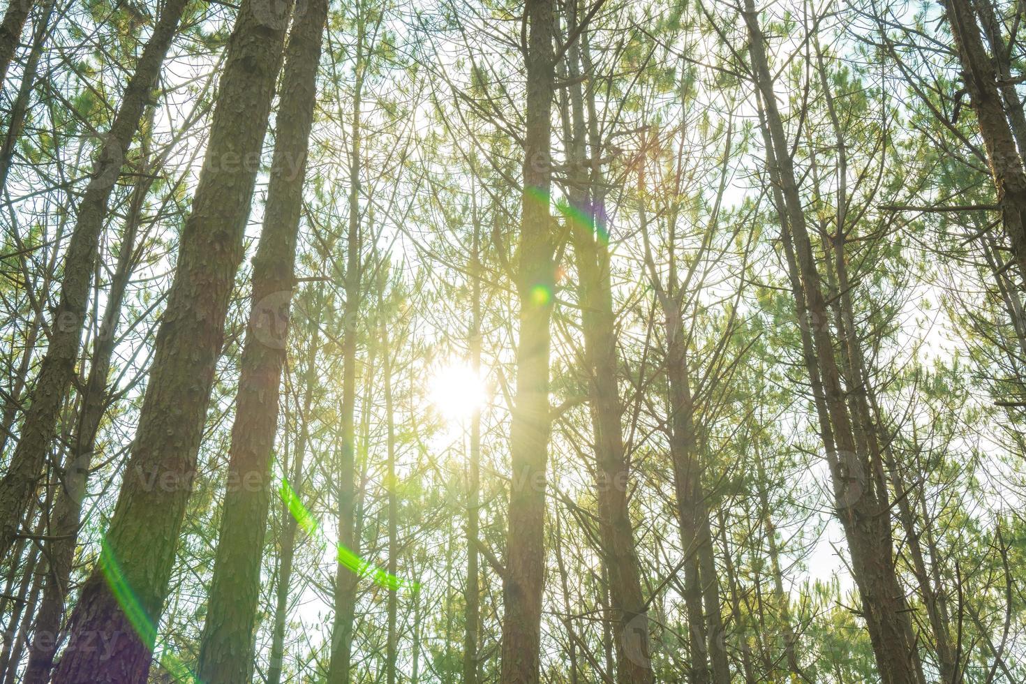 Bottom view of tall old trees in evergreen primeval forest of Da Lat. View of the tops of the pine trees in winter forest from the ground. Bottom View Wide Angle Background. photo