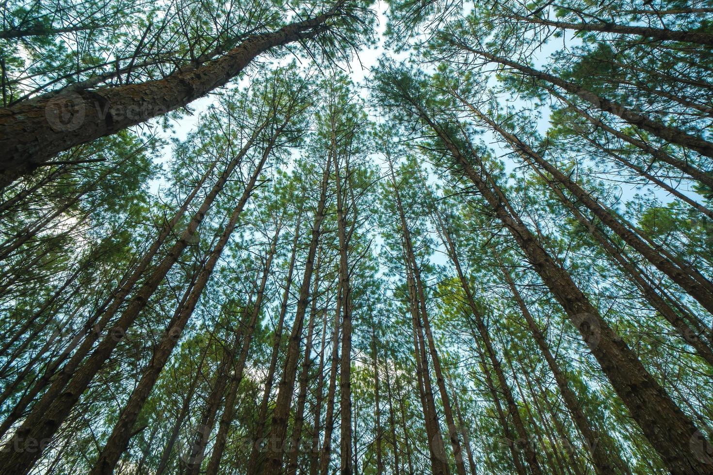 Bottom view of tall old trees in evergreen primeval forest of Da Lat. View of the tops of the pine trees in winter forest from the ground. Bottom View Wide Angle Background. photo