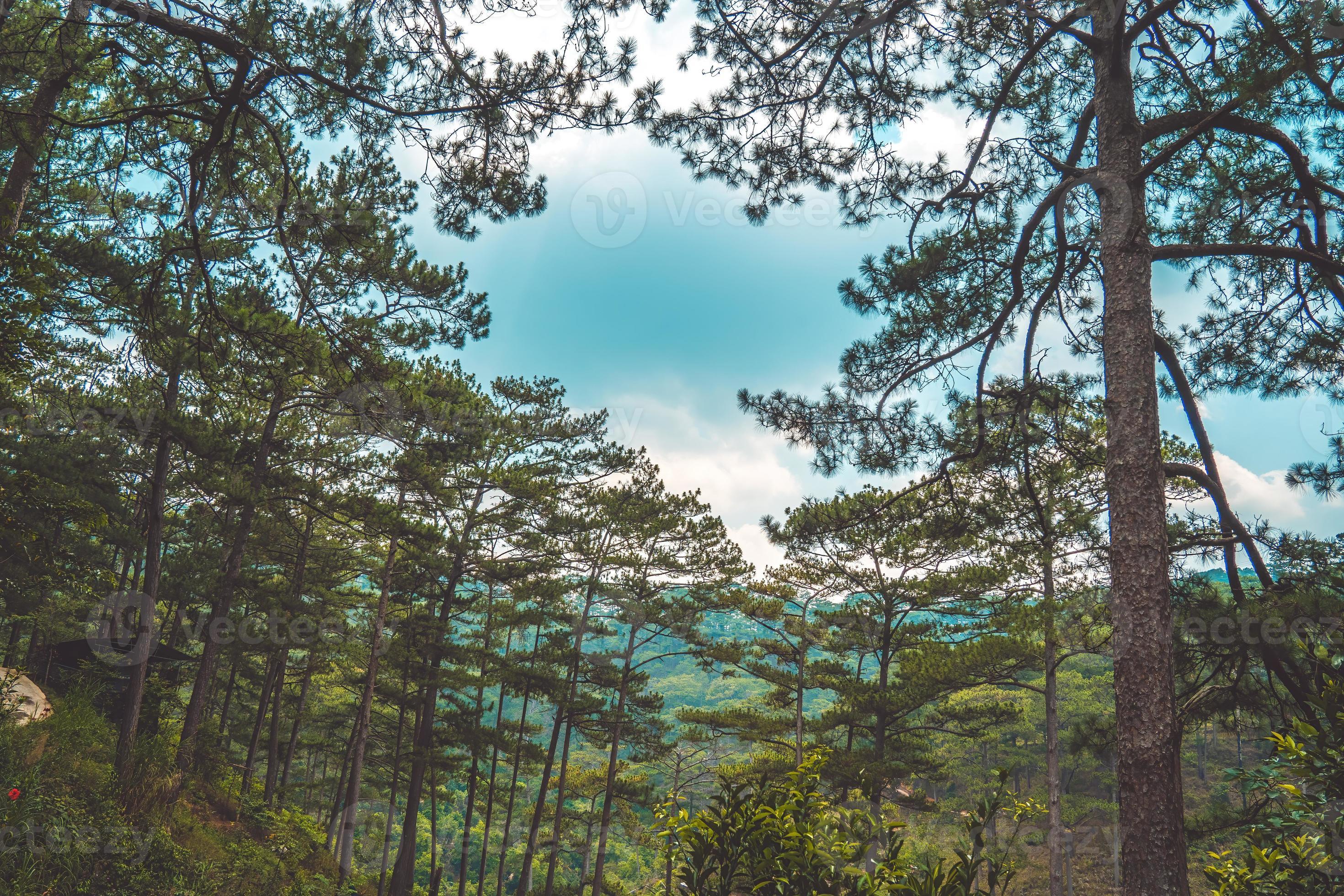 Healthy green trees in a pine forest of old spruce, fir and pine trees